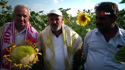 Bölgede ilk defa üretilen ay çekirdeğine yoğun ilgi