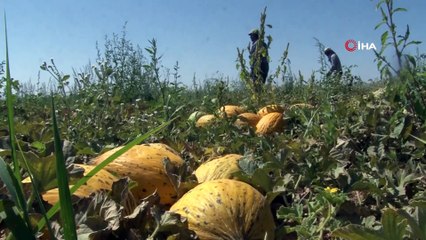 Konya Ovasında kavun hasadı zamanı