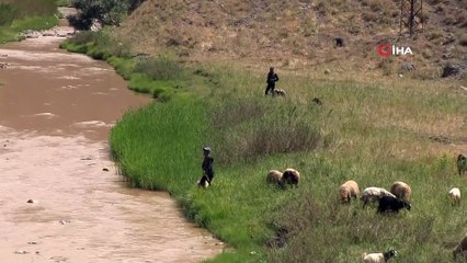 Kuraklık sonrası aşırı yağışlar hayvanları etkiledi