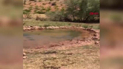 Son dakika haberleri: TARIM VE ORMAN BAKANLIĞI'NIN BATMAN'A GÖNDERDİĞİ SÜLÜNLER DOĞAYA SALINDI