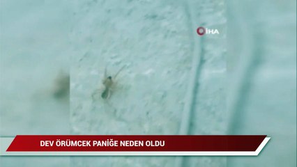 Dev örümcek paniğe neden oldu