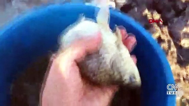 Kuruyan göletteki balıkları kurtardılar