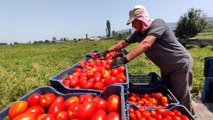 Domates fiyatları tarlada 50 kuruş, markette 5 lira! Üretici isyanda