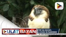 Philippine Eagle Center sa Davao, isa sa pinakaapektado ng COVID-19 pandemic; Phl Eagle Foundation, gumawa ng sariling diskarte para kumita