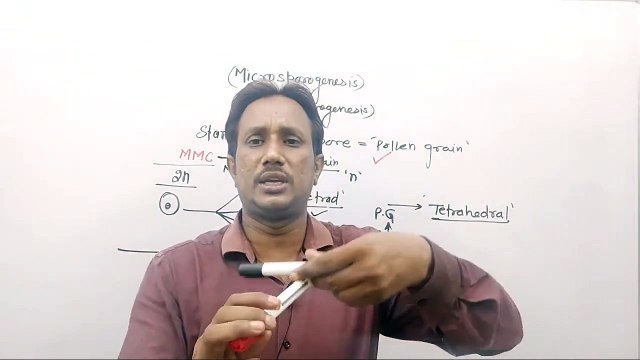 CBSE-12th Biology,micro & mega sporogenesis,ms patel