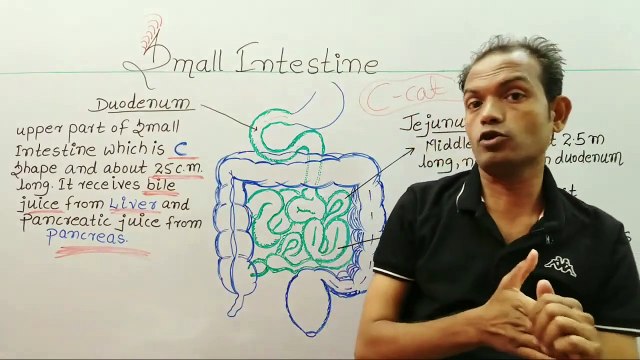 CBSE-10th Biology,digestive system,small intestine,ms patel_HD