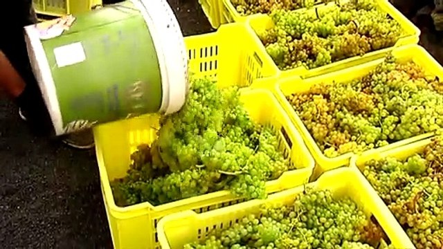 Découverte : quand les sols volcaniques de l'île de Lanzarote donnent naissance à du vin