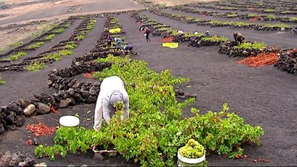 На острове Лансароте ожидают хороший урожай винограда