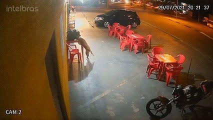VÍDEO| Cachorro furta lanche e deixa motoboy sem jantar