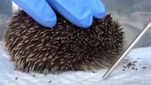 Funny Animals - Cute Porcupines #2 - Animals Video 2021