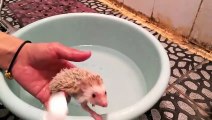 Funny Animals - Cute Porcupines #3 - Animals Video 2021