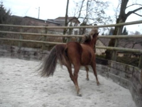 Kanelle en ethologie en liberté