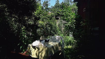 Gemütlichkeitsmitverursacher?: Klar, Katzen können das - wenn sie denn wollen!