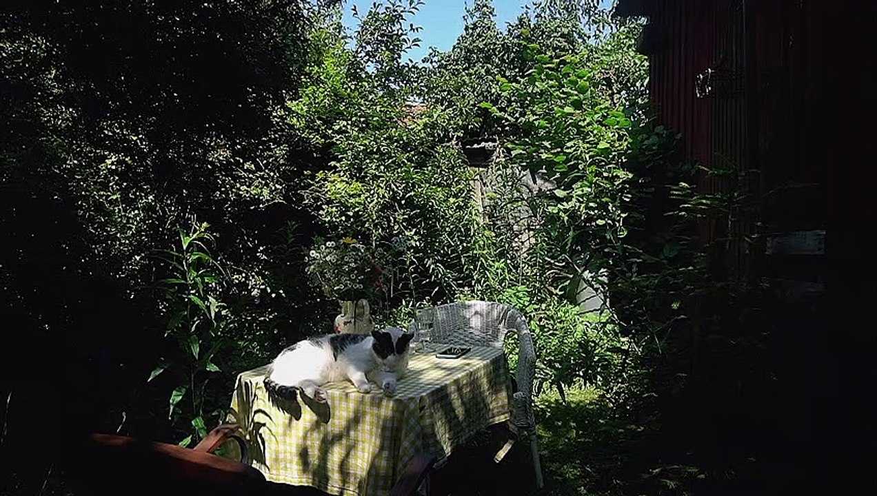 Gemütlichkeitsmitverursacher?: Klar, Katzen können das - wenn sie denn wollen!