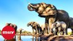 5 datos increíbles sobre los elefantes