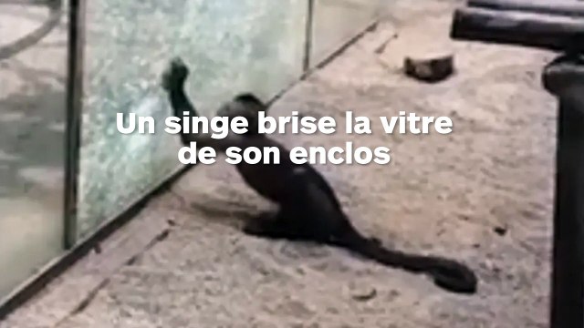 Un singe brise la vitre de son enclos avec un caillou aiguisé