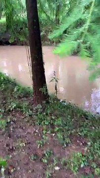 Screaming Frog Springs Into Creek After Being Startled