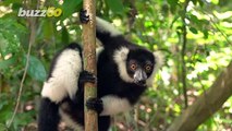 Must See! This is the Hilarious Moment a Lemur Tries to Steal A Photographers Camera