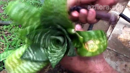 Сансевиерия уход, размножение, пересадка