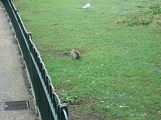 l'écureuil est là mais où est lisa