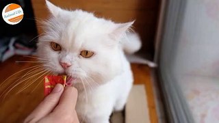 White persian cat licks the food In a Hurry