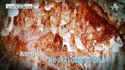 염증을 차단해주는 보스웰리아! 정말 관절염에 효과가 좋을까?
