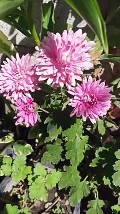 flowers