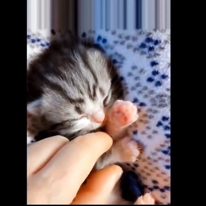 Try Not To Laugh While Watching Funny Pets Compilation