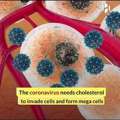 Coronavirus needs cholesterol to invade cells, study finds