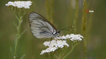 Türkiye'deki kelebek türlerinin yarıdan fazlası Van Gölü havzasında yaşıyor