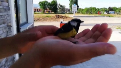 Sıcaktan bayılan kuşu suyla ayılttı