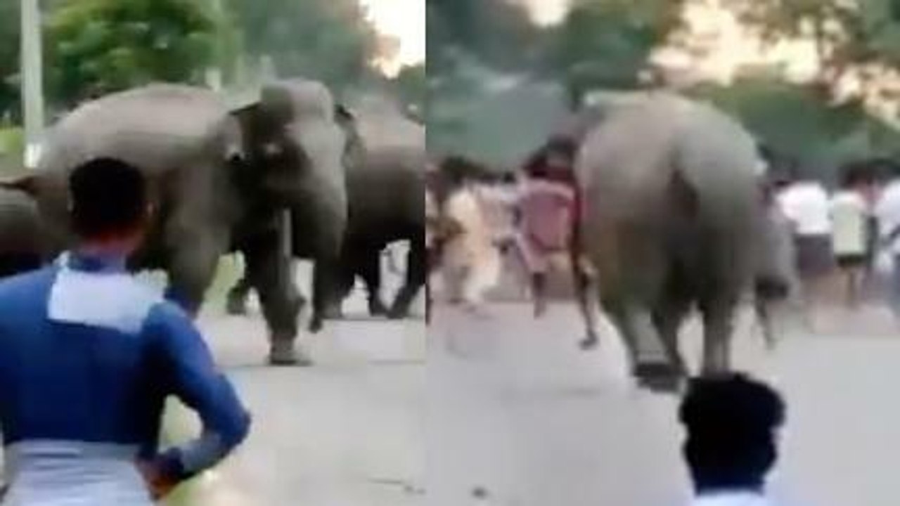 Karena Diganggu, Gajah Injak Warga di India