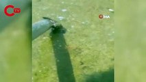 Sulama havuzunda mahsur kalan sansar, plastik boru ile kurtarıldı