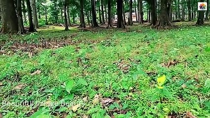 Beautiful Village Views -Aryankavu@Kerala