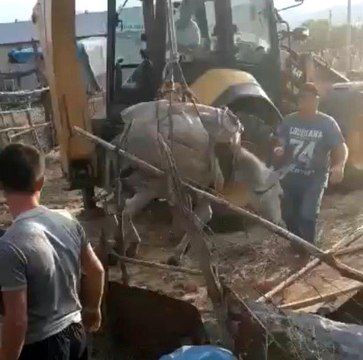 Son dakika haberi! Bingöl'de kuyuya düşen eşek itfaiye ekiplerince kurtarıldı