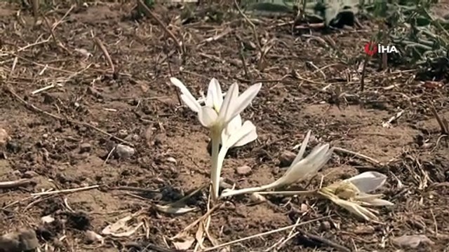 Kış mevsiminin habercisi nergis çiçek açtı