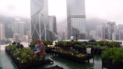 हांगकांग की छतों पर उग रही है गाजर मूली