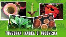 5 Tumbuhan Langka yang Tumbuh di Indonesia, Sudah Tahu?