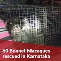 Karnataka forest officials rescue 60 monkeys caged for 3 days without food, water