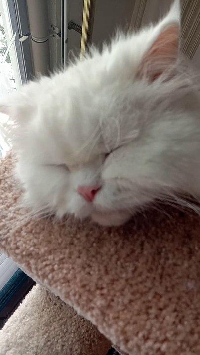 Tom