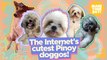 The Internet’s cutest Pinoy doggos | Make Your Day