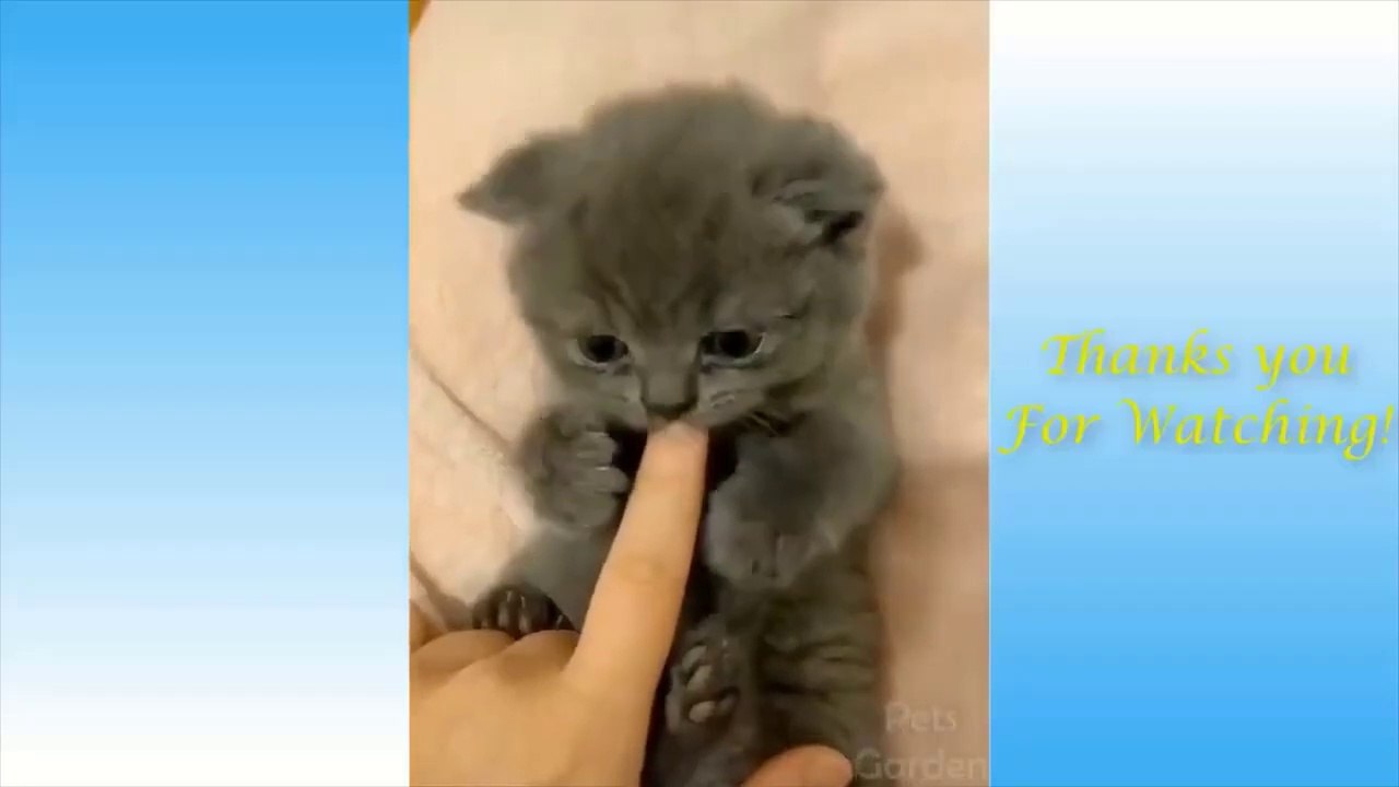 Komik Hayvan Anları 2021/ Derleme