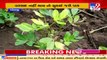 Farmers in Dhoraji fear crop loss due to Delayed Monsoon, low water levels _ Rajkot _ TV9News