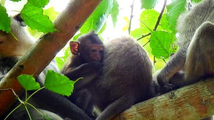 12=4645=So Sad Ronnie..!! Team Amber Yake Baby Ronnie A long time ,Sovana Team Help Me Now