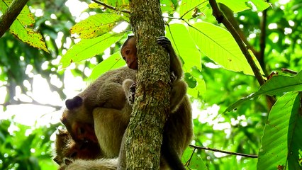 13=4644=Brave Hero Sovana Rescue Ronnie From The Tree From The Group Amber Safely