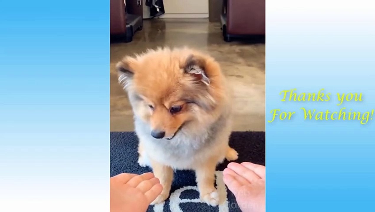 Funny and Cute Cat's Life  Cats and Owners are the best friends Videos