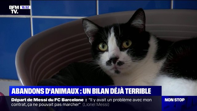12.500 animaux abandonnés ont été recueillis par la SPA depuis 3 mois