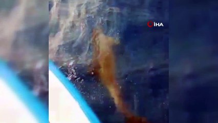 Samandağ'da denizde yunus şöleni