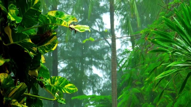 30 Minutes OF Rain Sound Relaxation _ Ultimate Stress Relief, Deep Sleep, Meditation, Yoga