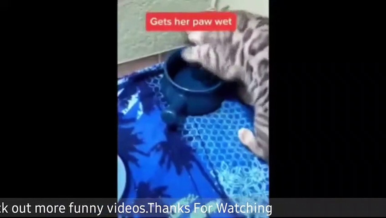 CUTE FUNNY BABY ANIMALS VIDEOS COMPILATION  #2